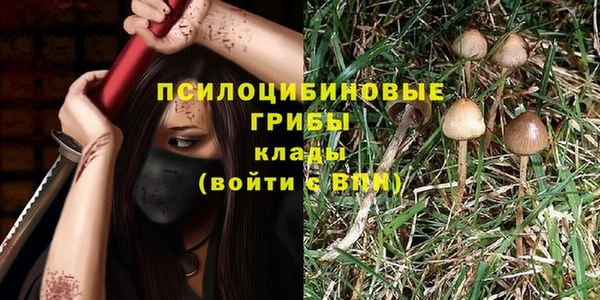 прущие грибы Алексеевка